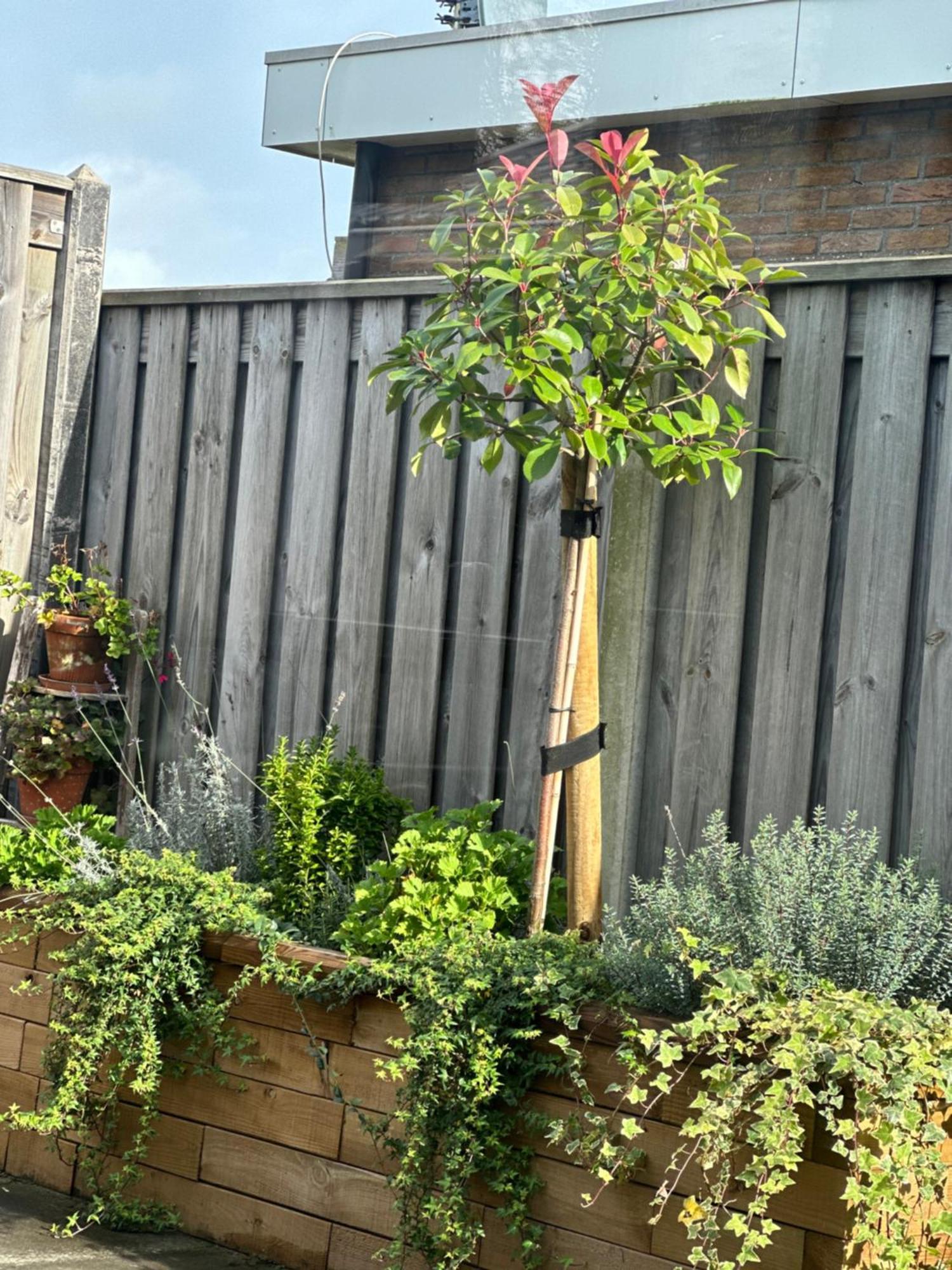 Zoutelande Koddelaan Vakantiewoning エクステリア 写真