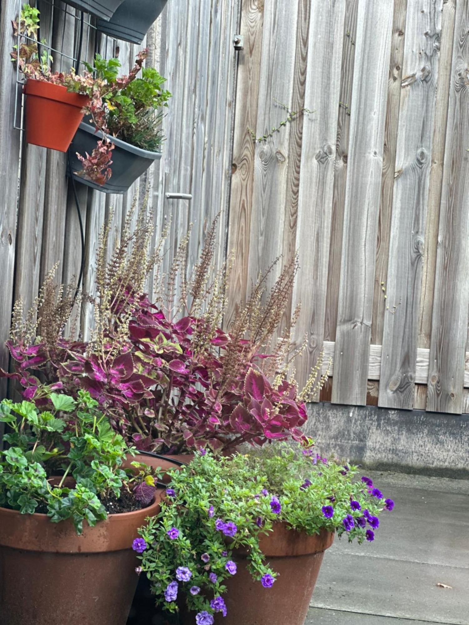Zoutelande Koddelaan Vakantiewoning エクステリア 写真