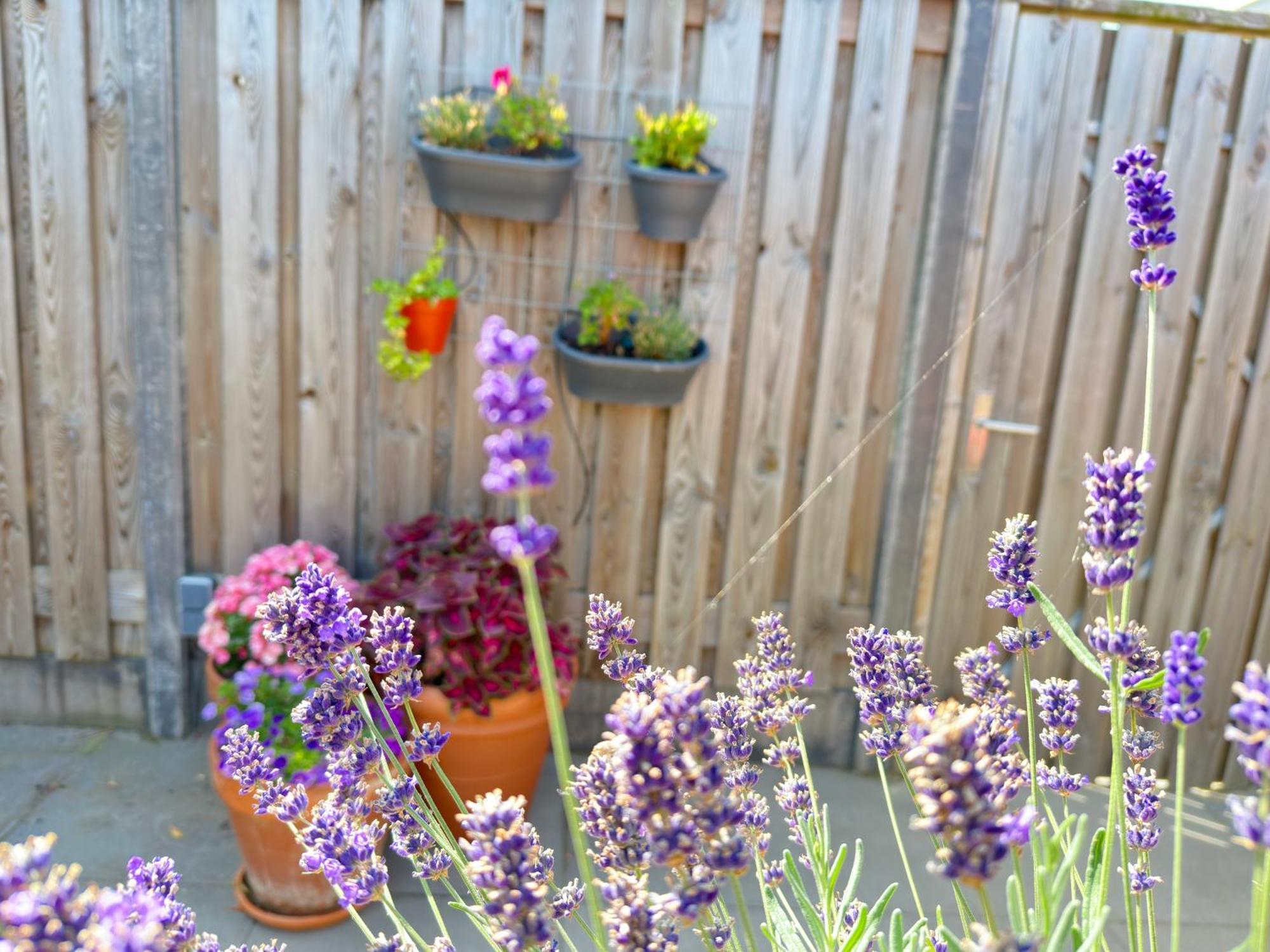 Zoutelande Koddelaan Vakantiewoning エクステリア 写真